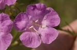 Beach false foxglove