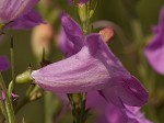 Beach false foxglove