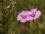 Beach false foxglove