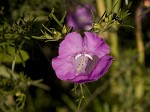 Beach false foxglove