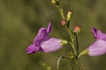 Beach false foxglove