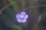 Saltmarsh false foxglove