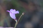 Saltmarsh false foxglove