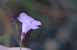 Saltmarsh false foxglove