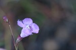 Saltmarsh false foxglove