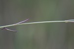 Saltmarsh false foxglove