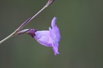 Saltmarsh false foxglove