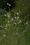 Purple false foxglove