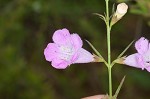 Purple false foxglove