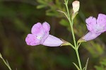 Purple false foxglove