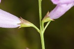 Purple false foxglove