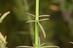 Purple false foxglove