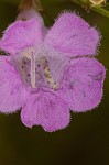 Purple false foxglove