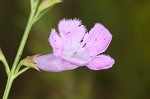 Purple false foxglove