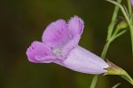 Purple false foxglove