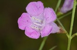 Purple false foxglove