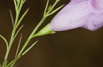 Purple false foxglove