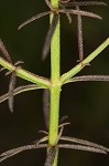 Purple false foxglove