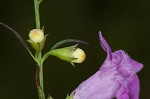 Purple false foxglove