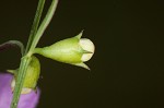 Purple false foxglove