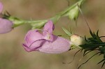 Prairie false foxglove