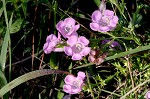 Prairie false foxglove