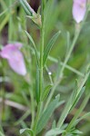 Prairie false foxglove