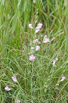 Prairie false foxglove