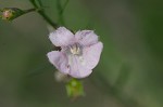 Green false foxglove