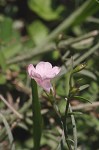 Green false foxglove