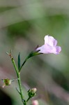 Green false foxglove