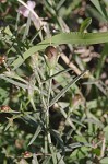 Green false foxglove