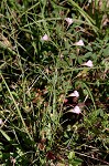 Green false foxglove