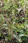 Green false foxglove