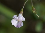 Green false foxglove