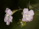 Green false foxglove