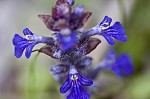 Common bugle