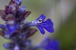 Common bugle