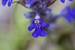 Common bugle