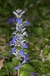 Common bugle