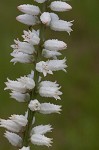 White colicroot