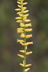 Yellow colicroot