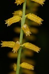 Yellow colicroot