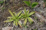 Yellow colicroot