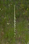 Southern colicroot