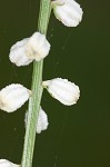 Southern colicroot