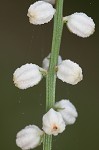 Southern colicroot