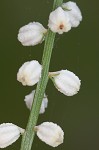 Southern colicroot