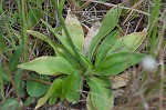 Southern colicroot