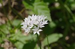 Wild onion